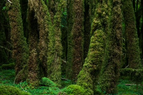 WALD-frederic-demeuse-forest-nature-photography-pyrenees-8