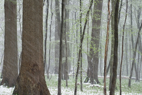 WALD-frederic-demeuse-forest-nature-photography-pyrenees-soignes