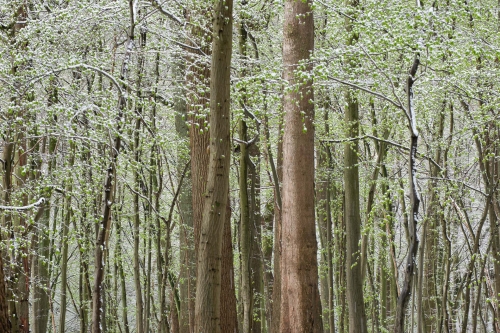 WALD-frederic-demeuse-forest-nature-photography-trees-7