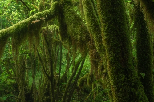 Wald-Frédéric-Demeuse-photography-Green-tree-Asque