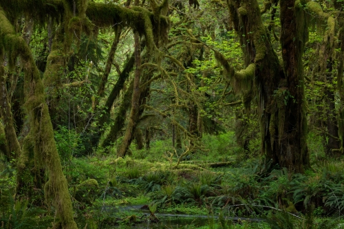 Wald-rainforest