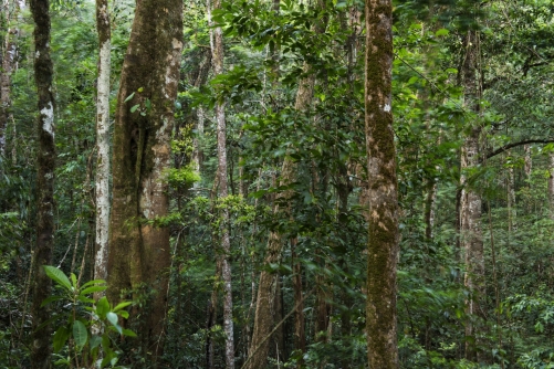 frédéric-demeuse-cliud-forest-los-quetzales-costa-rica-14