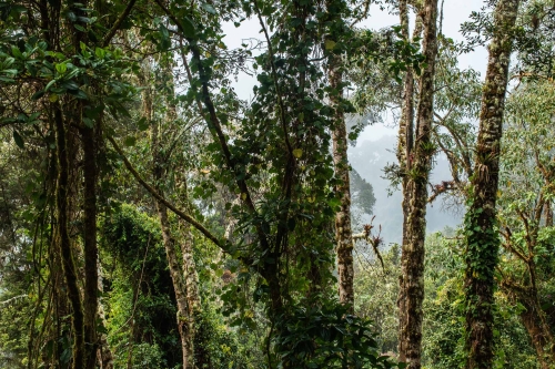 frédéric-demeuse-forest-photography-costa-rica-9