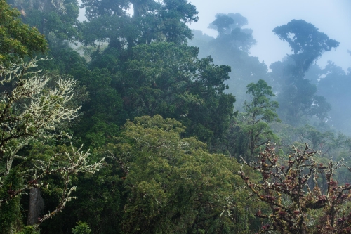 frederic-demeuse-nature-photo-rainforest-wald2