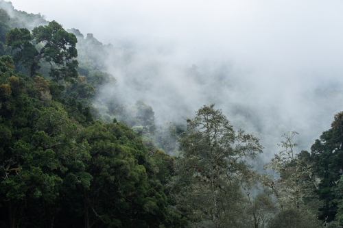 frederic-demeuse-rainforest-photography-wald-3