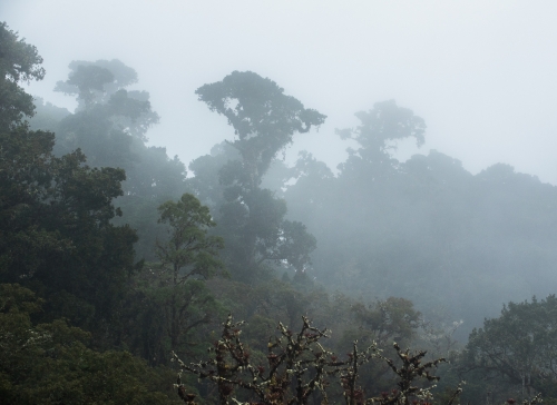 frederic-demeuse-rainforest-photography-wald-4