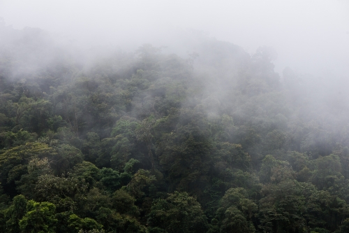 frederic-demeuse-rainforest-photography-wald