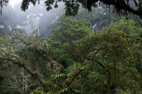 frédéric-demeuse-cloud-forest-costa-rica