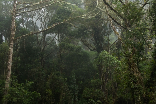 frédéric-demeuse-forest-photography-costa-rica-13