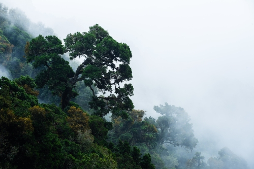 frédéric-demeuse-forest-photography-costa-rica-2