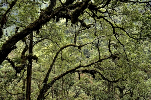 frédéric-demeuse-forest-photography-rwenzori-uganda