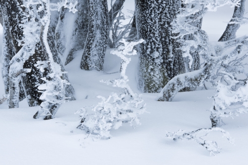 frédéric-demeuse-nature-photography-wald-design-frederic-demeuse-34